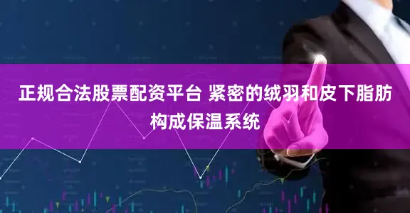 正规合法股票配资平台 紧密的绒羽和皮下脂肪构成保温系统